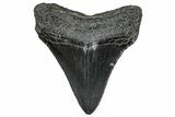 Serrated, Fossil Megalodon Tooth - South Carolina #297493-1